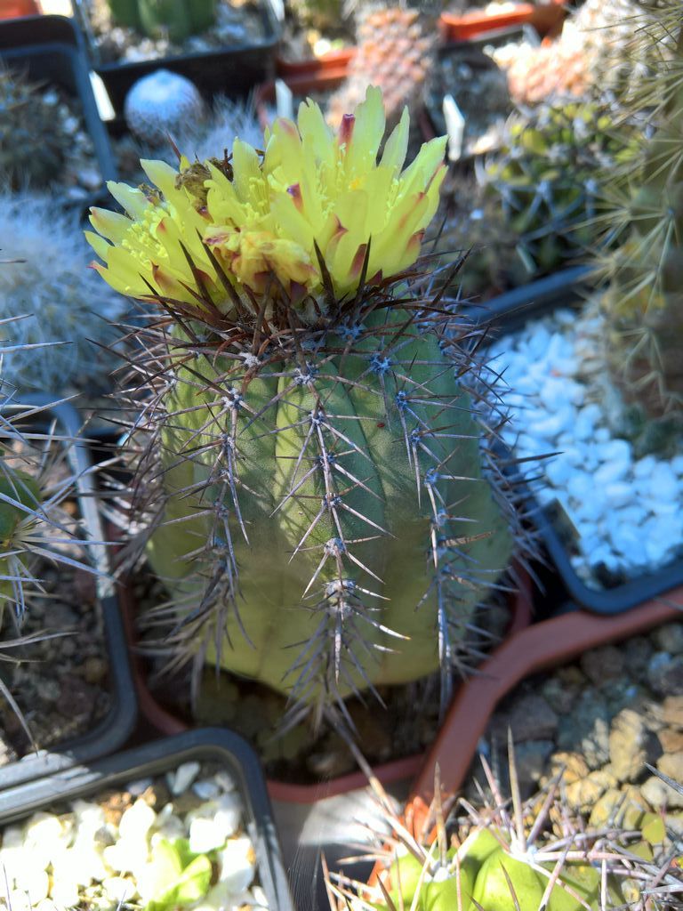 Copiapoa cinerea